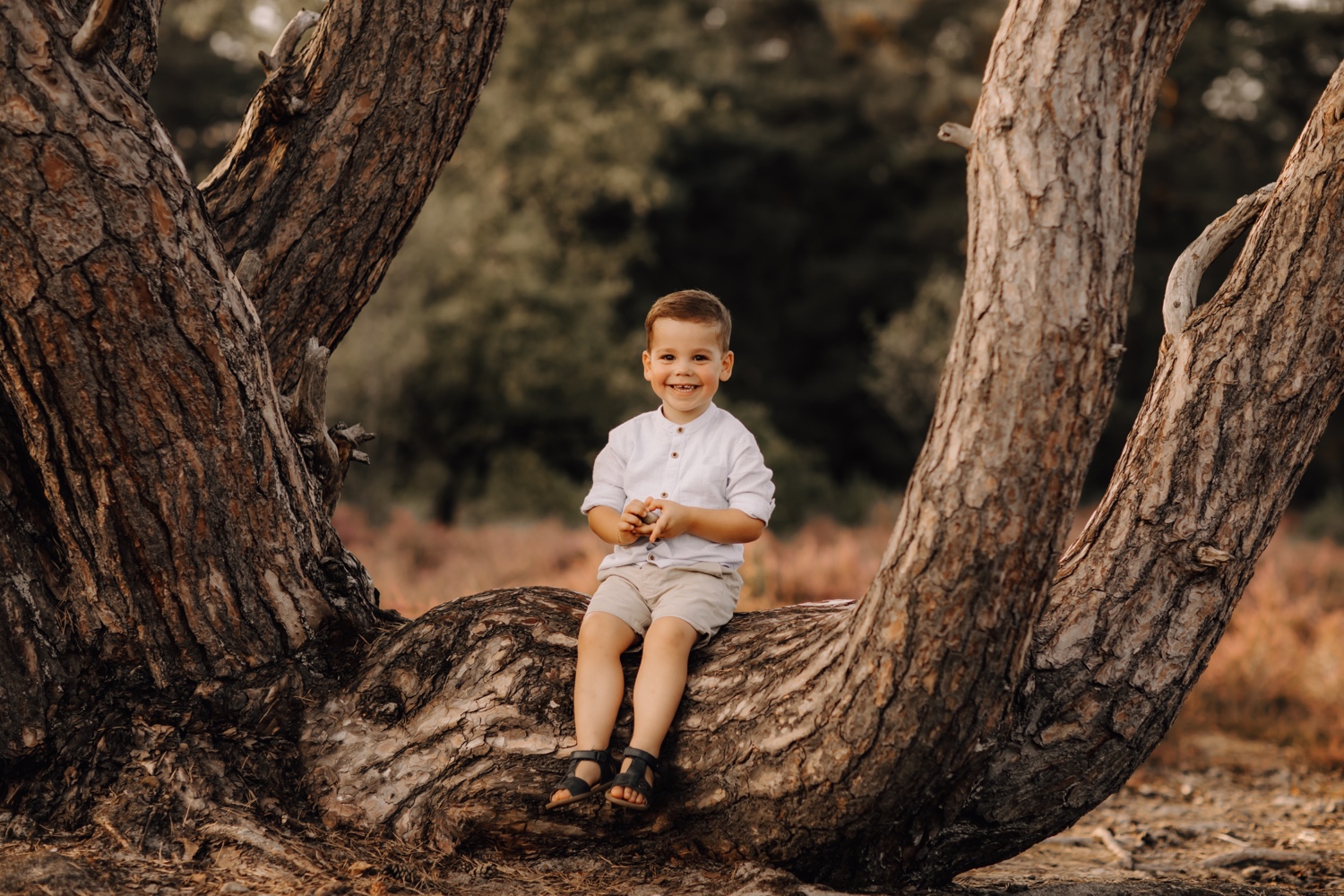 gezinsfotograaf Limburg - zoontje poseert op een grote boomstronk