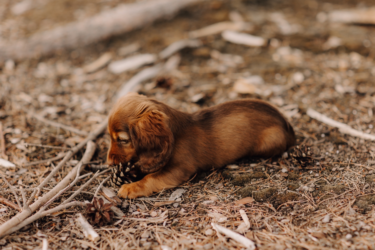 puppy knabbelt op een dennenappel in de Teut te Zonhoven
