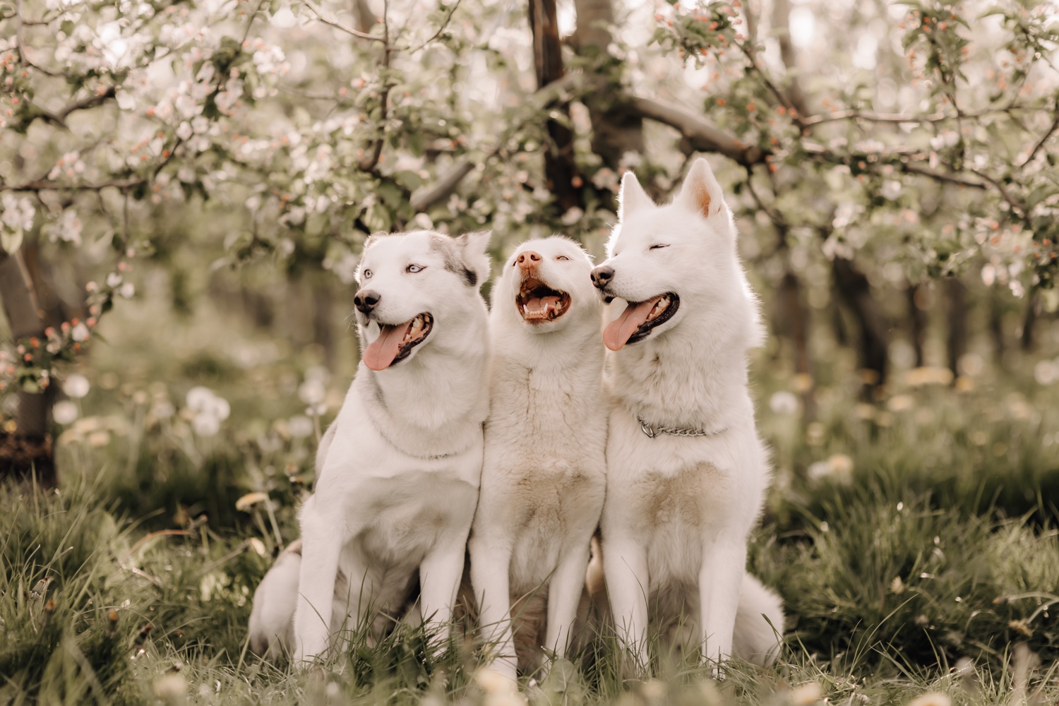 Gezinsfotograaf Limburg - drie Huskies poseren samen tussen de bloesems in Sint-Truiden