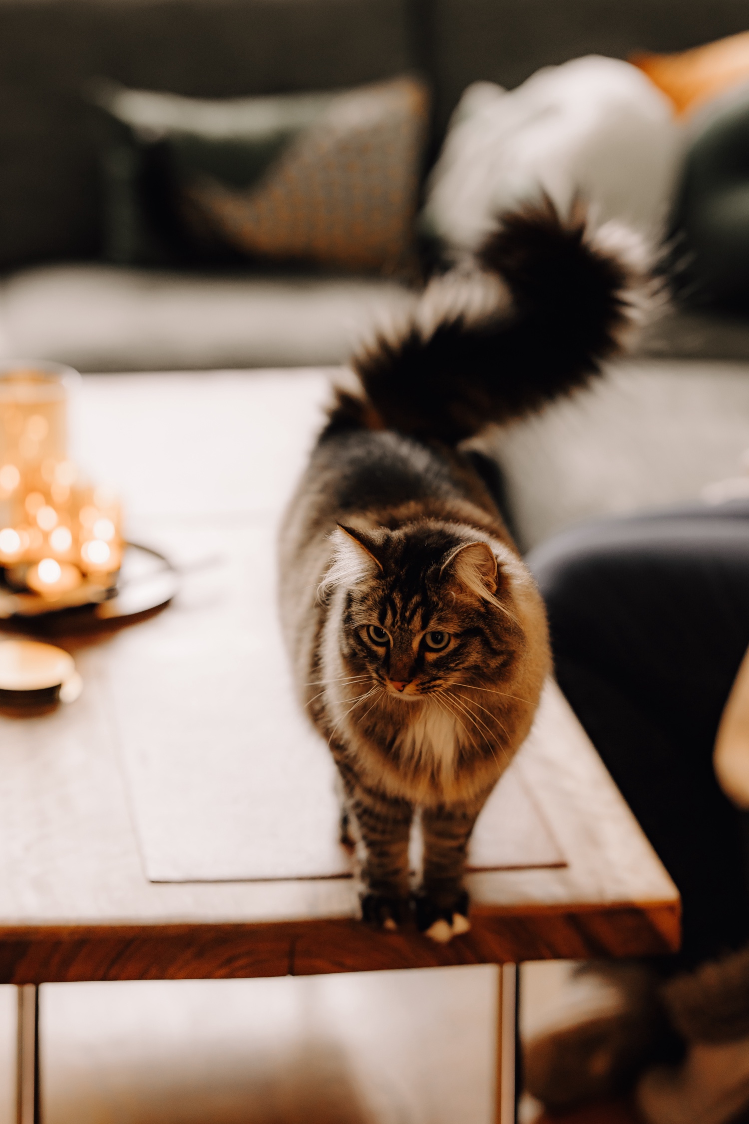 Gezinsfotograaf Limburg - pluizige kat op een tafel