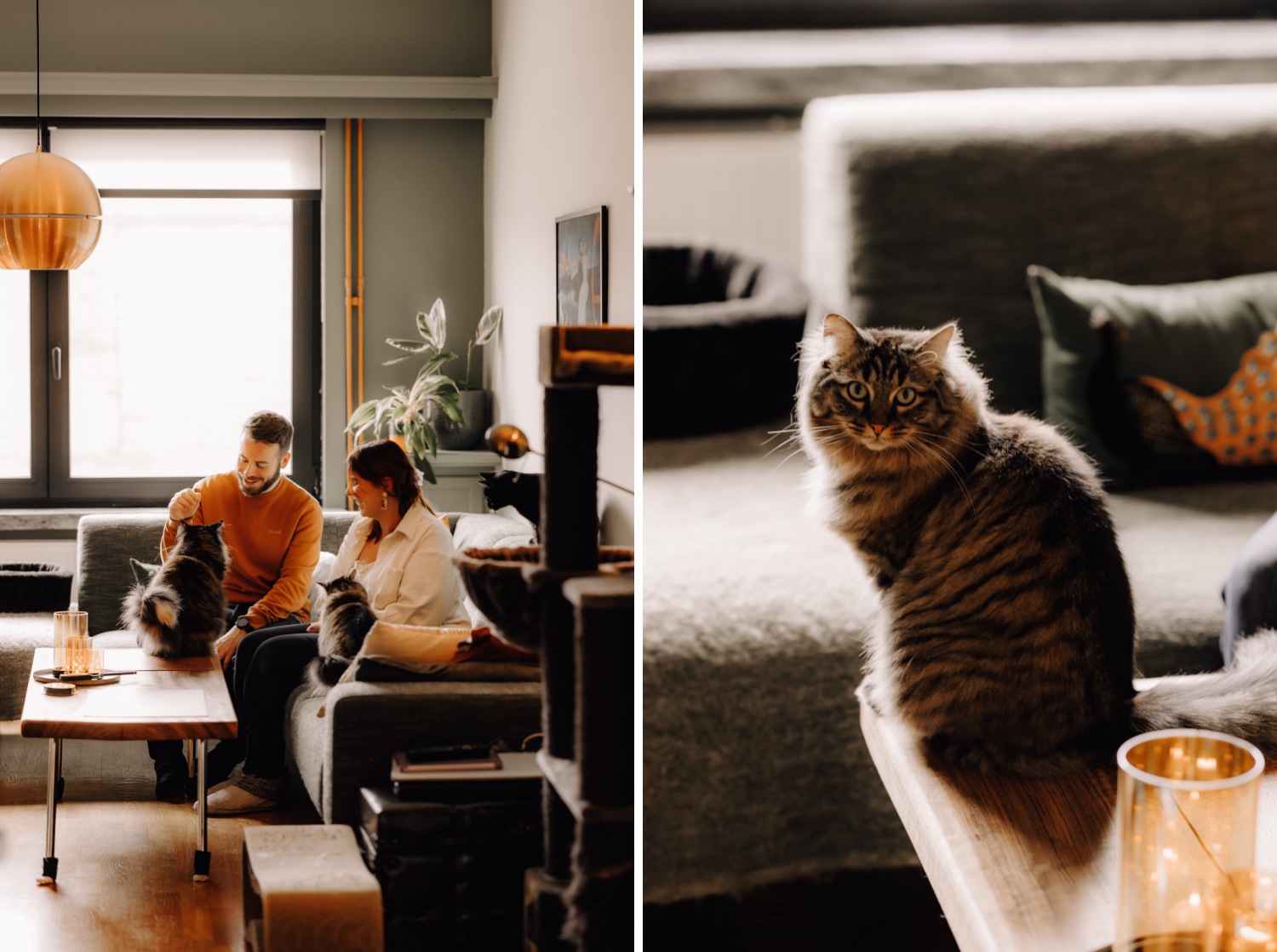 Gezinsfotograaf Limburg - thuisdier fotosessies met katten in Sint-Niklaas