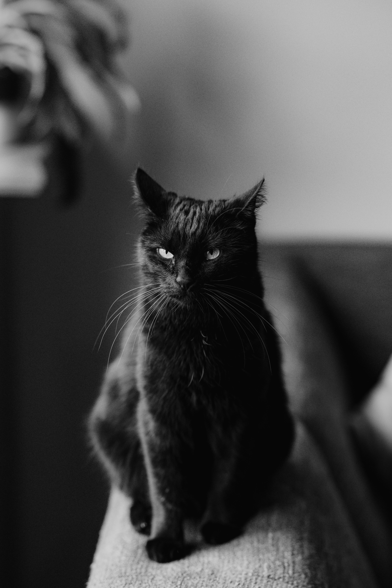 Gezinsfotograaf Limburg - portret van zwarte kat in de huiskamer