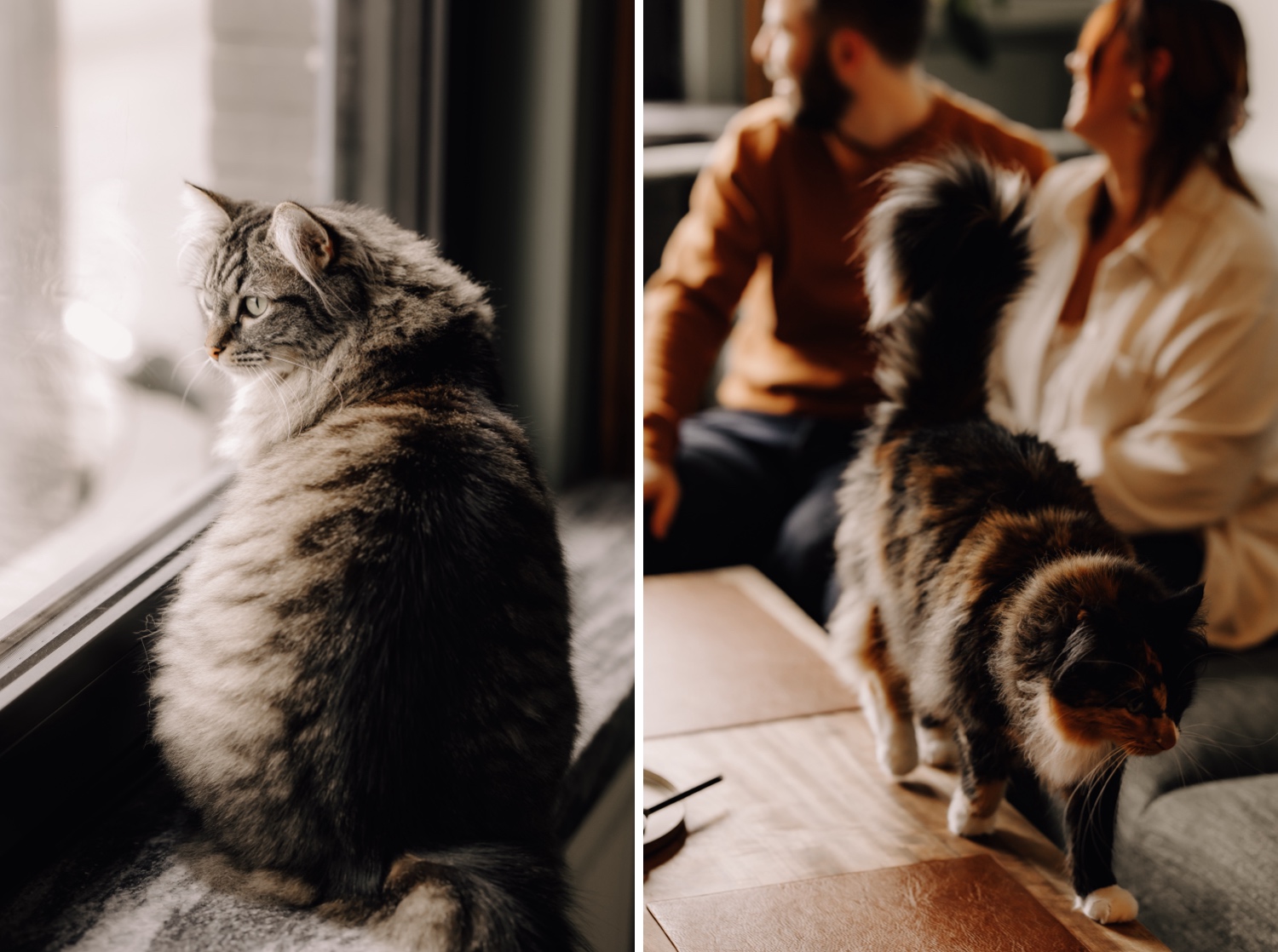 Gezinsfotograaf Limburg - portret van katten in de huiskamer