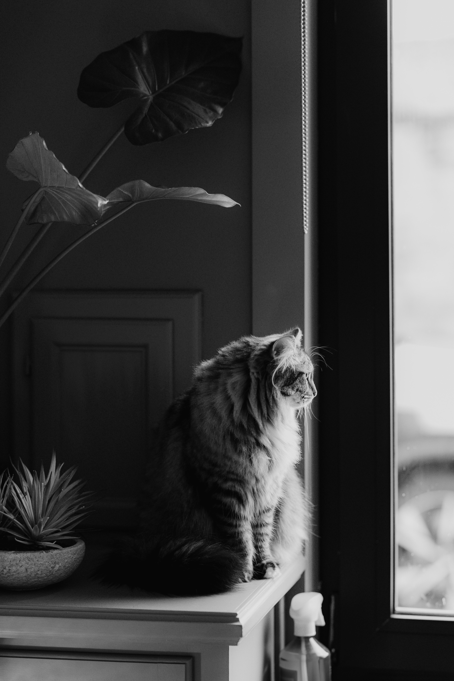 Gezinsfotograaf Limburg - zwart-wit portret van een pluizige kat in de huiskamer