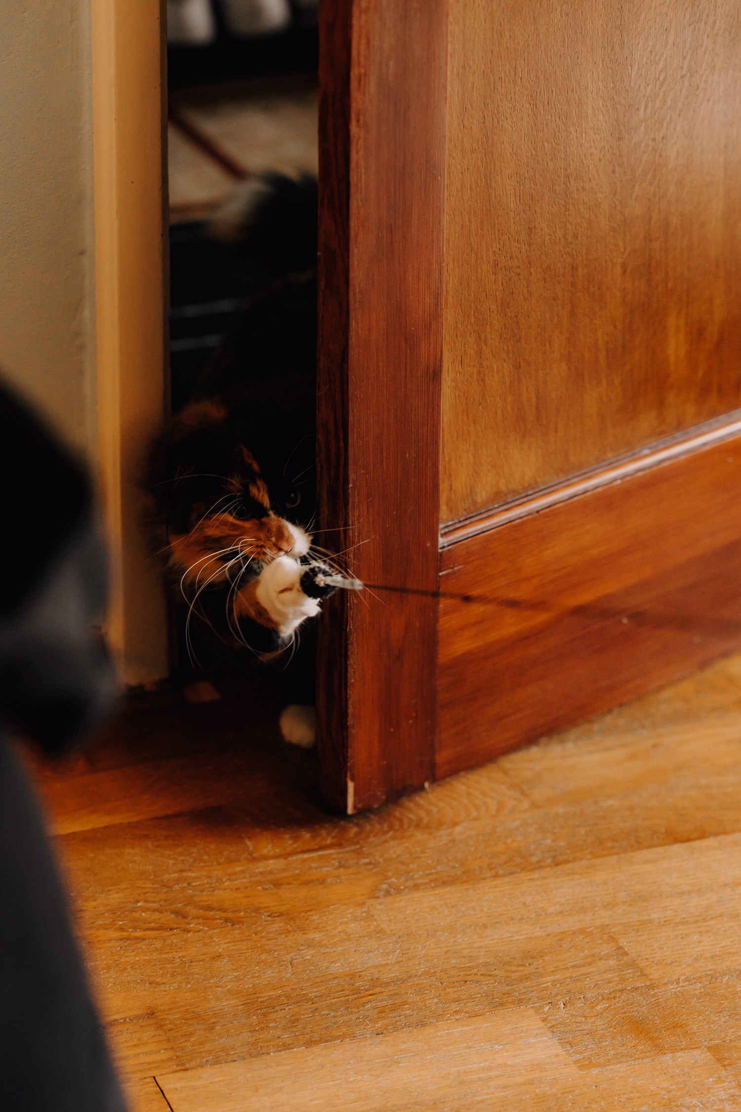 Gezinsfotograaf Limburg - kat vangt speeltje in deuropening van de huiskamer