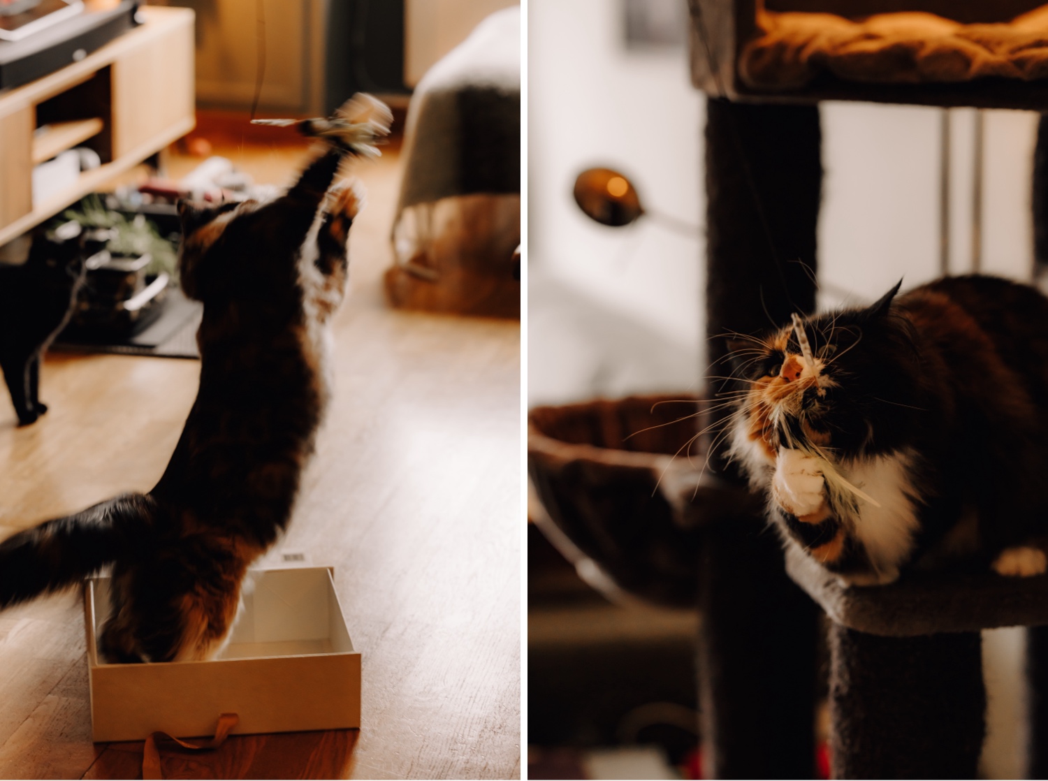 Gezinsfotograaf Limburg - kat vangt speeltje in de huiskamer