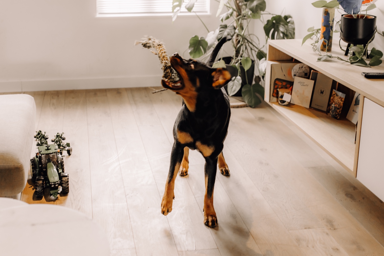 Gezinsfotograaf Limburg - hond zwiert met speeltje in de lucht