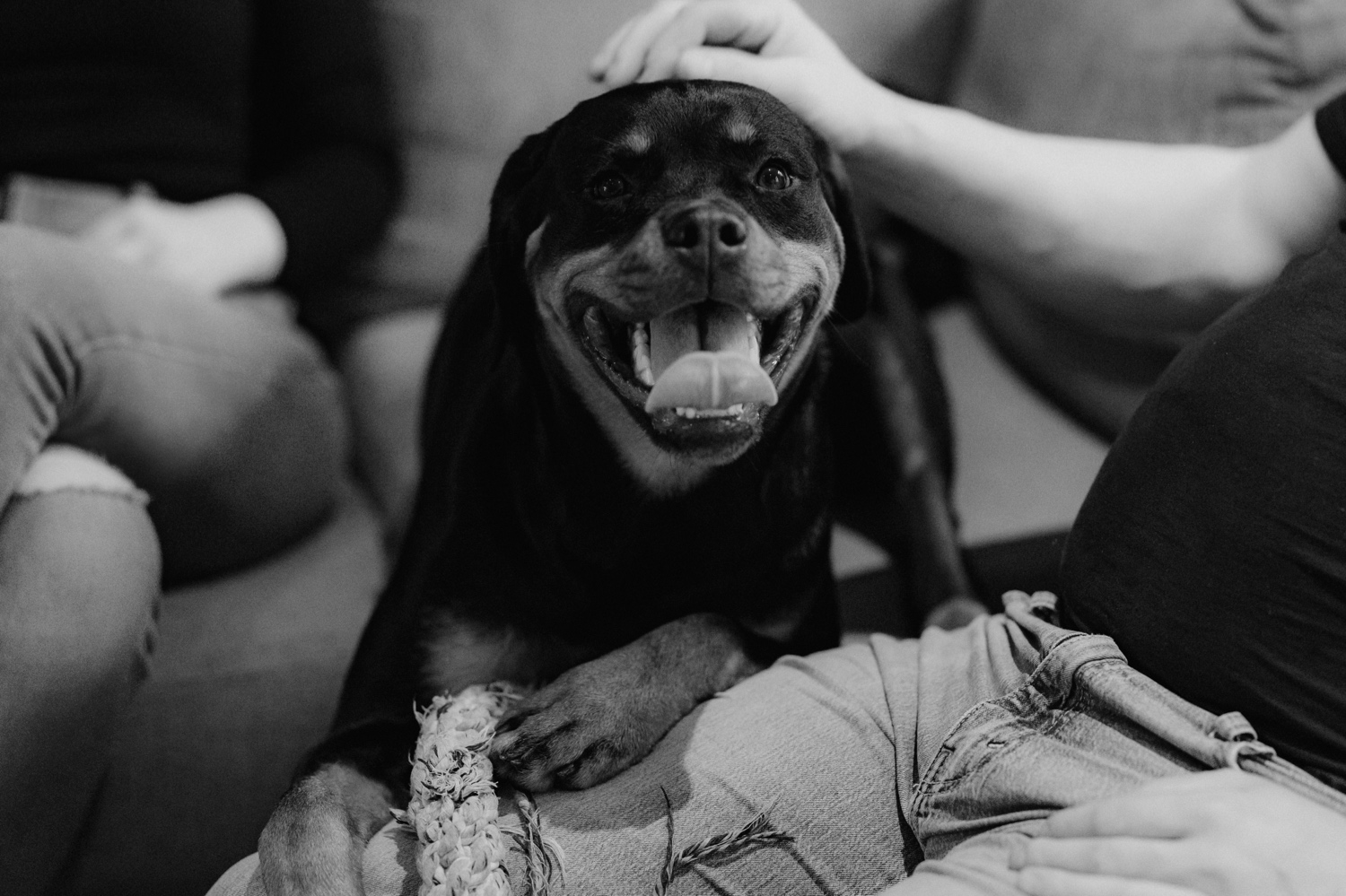 Gezinsfotograaf Limburg - zwart-wit portret van de hond