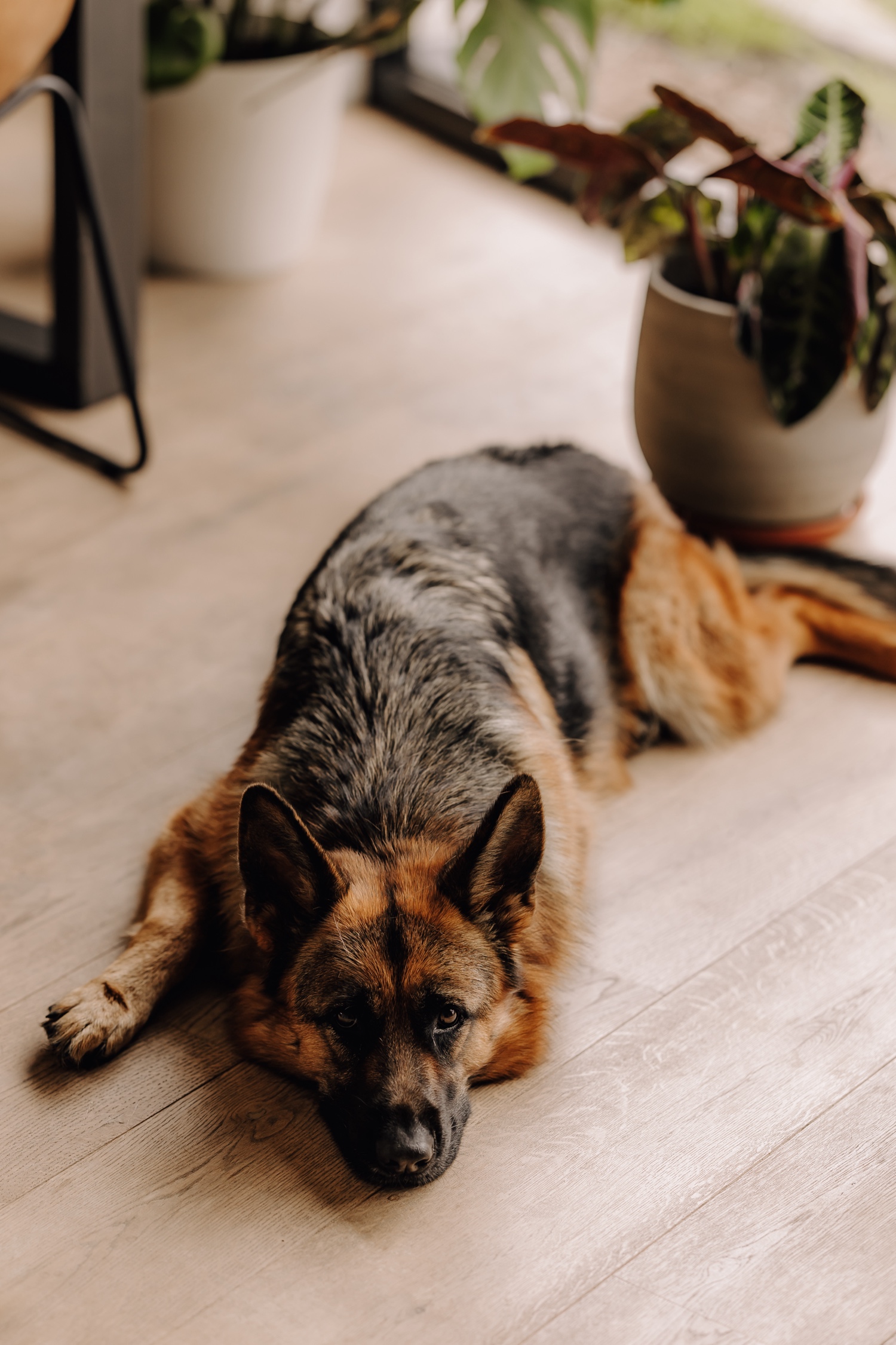 Een intiem huwelijk met twee honden en modderige laarzen - portret van de hond van het bruidspaar