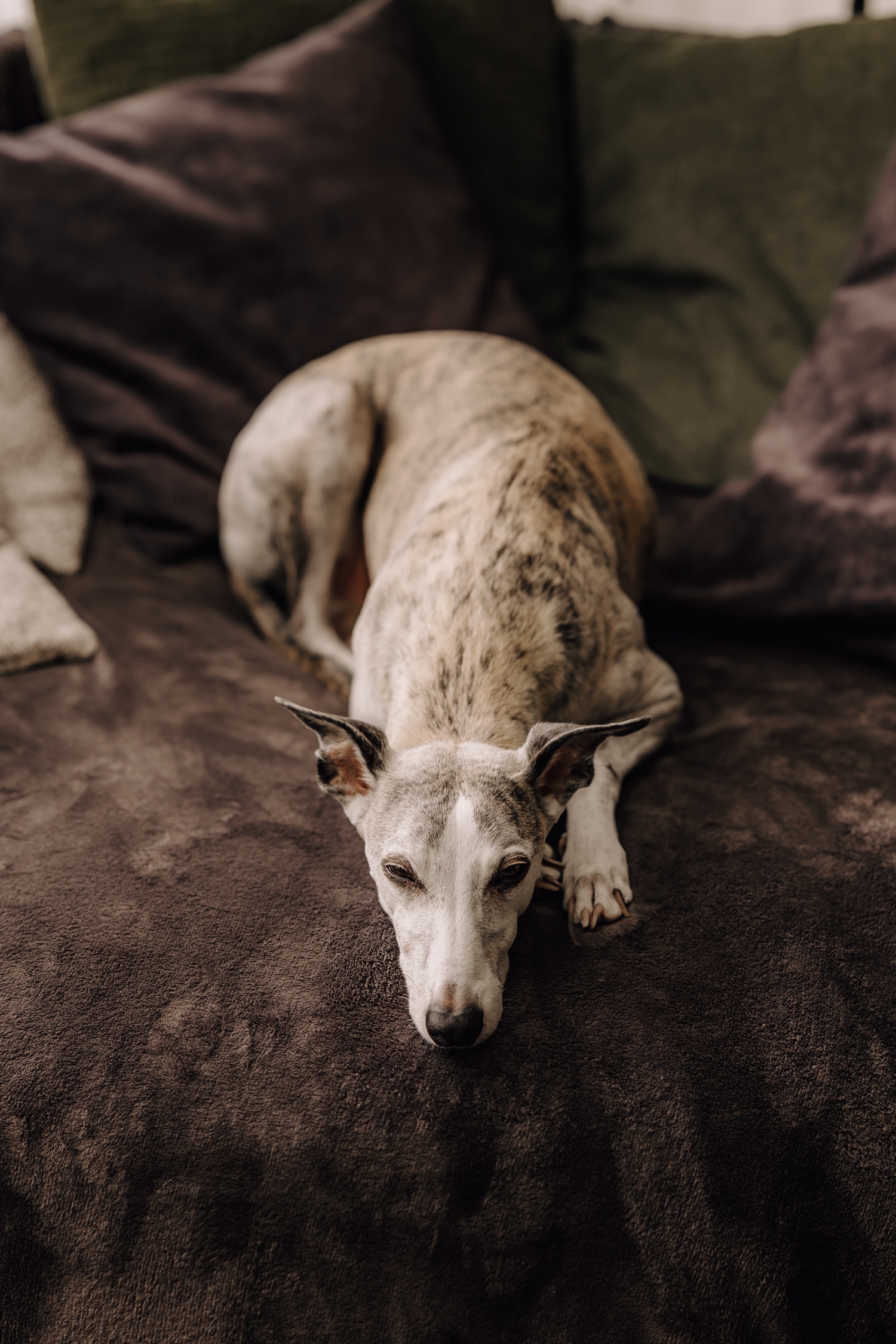 Landelijk huwelijk bij Ferme Koer - Charlie de hond doet een dutje