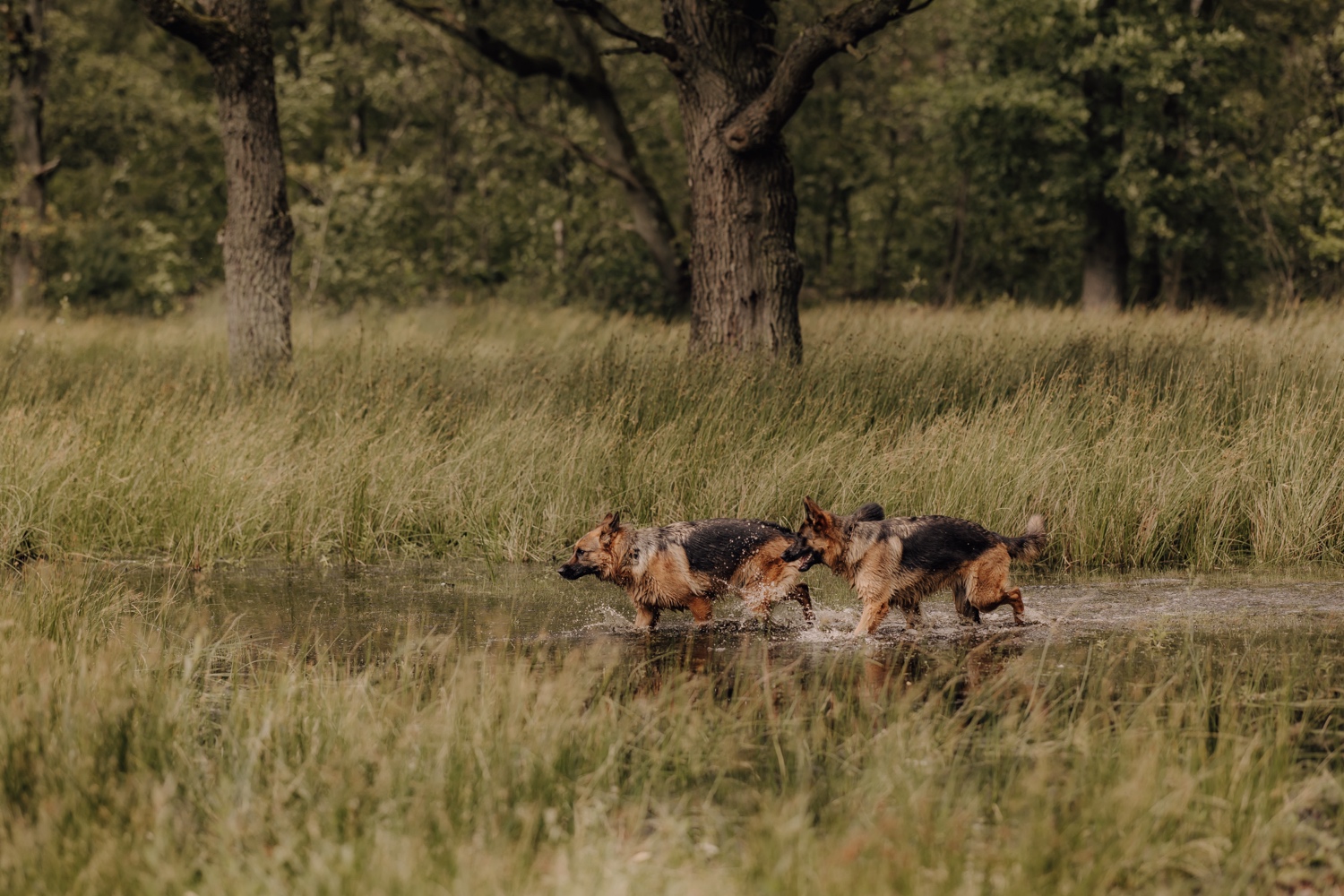 Een intiem huwelijk met twee honden en modderige laarzen - De honden van het bruidspaar lopen door een beek in een natuurgebied