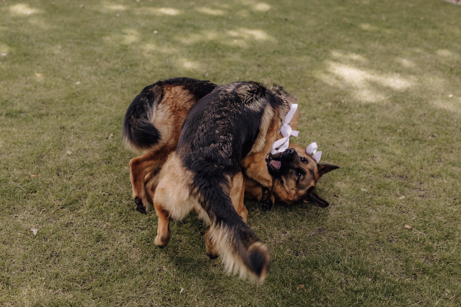 Een intiem huwelijk met twee honden en modderige laarzen - De honden van het bruidspaar vechten in de tuin met hun strikken aan