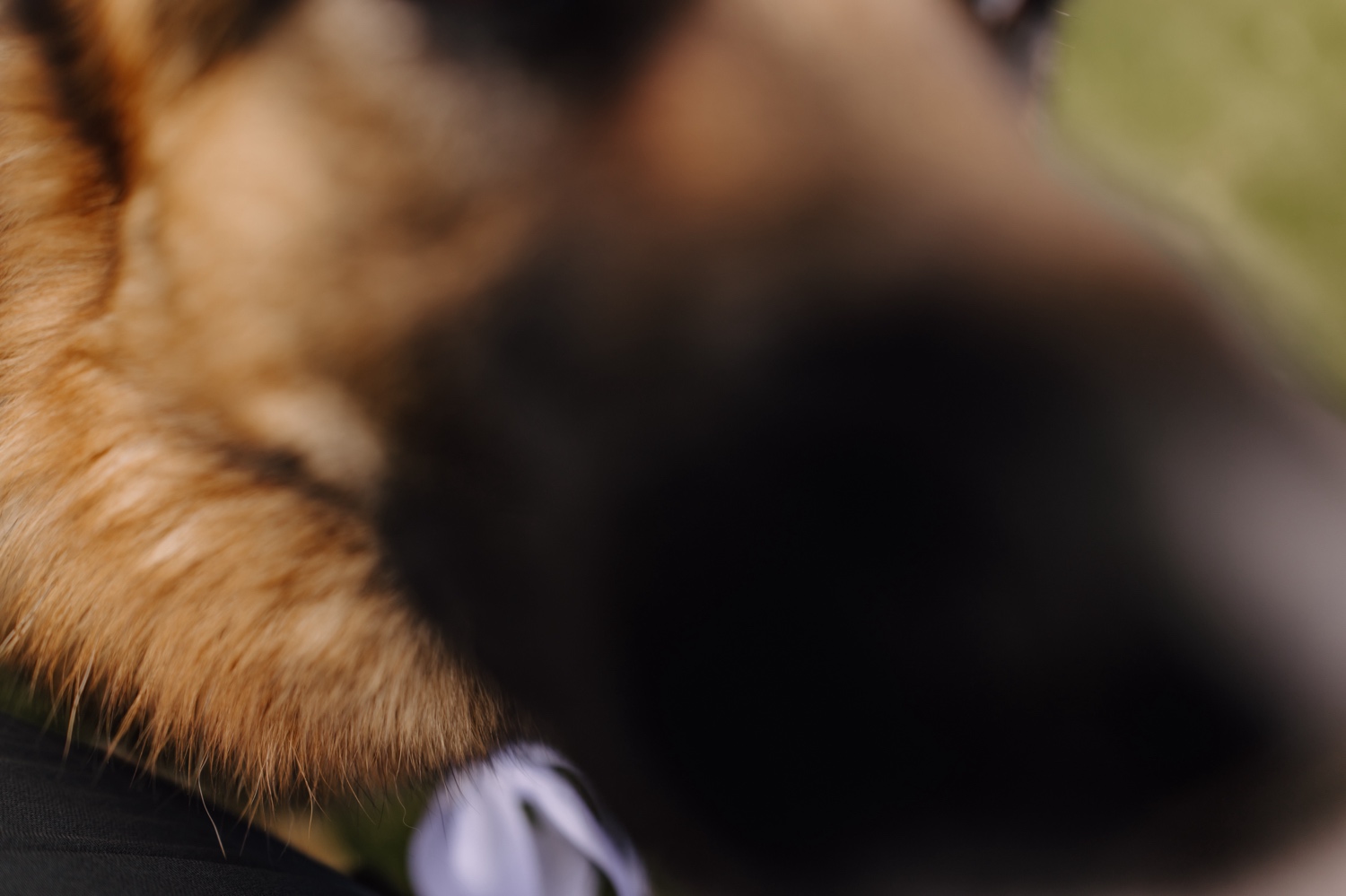 Een intiem huwelijk met twee honden en modderige laarzen - De hond van het bruidspaar duwt zijn neus in mijn camera