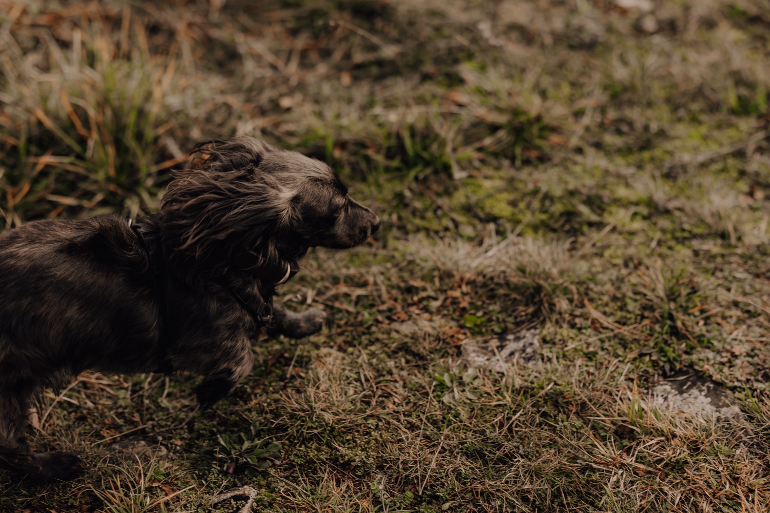 Avontuurlijke fotoshoot bij Fondry des Chiens