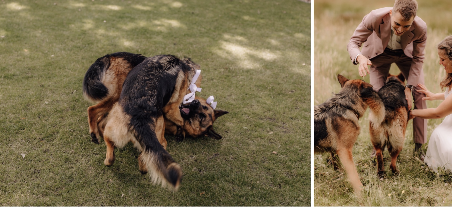 honden spelen tijdens huwelijk in het gras